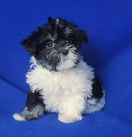Valerie, a female Maltipoo for sale in Jackson, TN – Photo 1 of 10