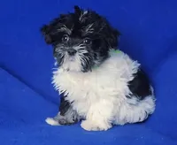 Valerie, a female Maltipoo for sale in Jackson, TN – Photo 8 of 10