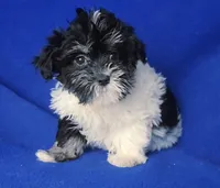 Valerie, a female Maltipoo for sale in Jackson, TN – Photo 9 of 10