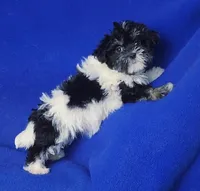 Valerie, a female Maltipoo for sale in Jackson, TN – Photo 3 of 10