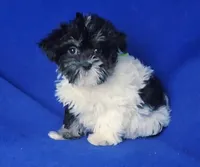 Valerie, a female Maltipoo for sale in Jackson, TN – Photo 6 of 10