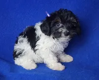 Piper , a female Yorkipoo for sale in Jackson, TN – 6 of 10