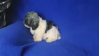 Natalie, a female Poodle - Toy  for sale in Jackson, TN – 2 of 10