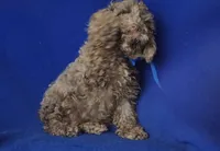 Chocolate Merle Clarence, a male Cockapoo for sale in Jackson, TN – 9 of 10