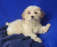 Adalynn, a female Morkie for sale in Jackson, TN – 2 of 10