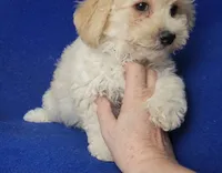 Finn, a male Bichpoo for sale in Jackson, TN – 5 of 10