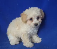 Marigold , a female Poodle - Toy  for sale in Jackson, TN – 3 of 10