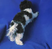 Van, a male Maltipoo for sale in Jackson, TN – 8 of 10