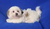 Tallulah , a female Shichon for sale in Jackson, TN – 9 of 10