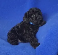 Griffin, a male Schnoodle for sale in Jackson, TN – 2 of 10