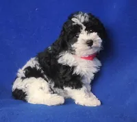 Melody , a male Poodle - Toy  for sale in Jackson, TN – 6 of 10