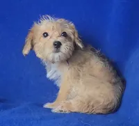 Olive, a female Yorkipoo for sale in Jackson, TN – 3 of 10