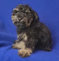 Gavin, a male Schnoodle for sale in Jackson, TN – 9 of 10