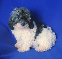 Natalie, a female Poodle - Toy  for sale in Jackson, TN – 5 of 10