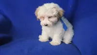 Amara, a female Morkie for sale in Jackson, TN – 5 of 10