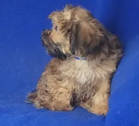 Ollie, a male Yorkipoo for sale in Jackson, TN – 9 of 10
