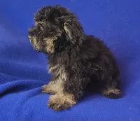 Gavin, a male Schnoodle for sale in Jackson, TN – 5 of 10