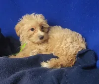Banjo, a male Yorkipoo for sale in Jackson, TN – 10 of 10
