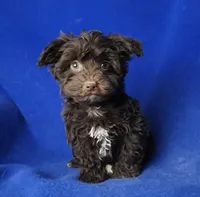 Sheridan, a male Yorkipoo for sale in Jackson, TN – Photo 1 of 10