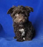Sheridan, a male Yorkipoo for sale in Jackson, TN – Photo 10 of 10