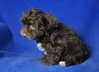 Sheridan, a male Yorkipoo for sale in Jackson, TN – Photo 3 of 10