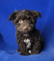 Sheridan, a male Yorkipoo for sale in Jackson, TN – Photo 2 of 10