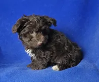 Sheridan, a male Yorkipoo for sale in Jackson, TN – Photo 4 of 10