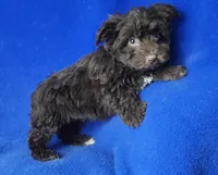 Sheridan, a male Yorkipoo for sale in Jackson, TN – Photo 6 of 10