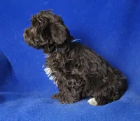 Sheridan, a male Yorkipoo for sale in Jackson, TN – Photo 7 of 10