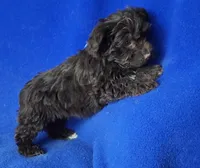 Sheridan, a male Yorkipoo for sale in Jackson, TN – Photo 8 of 10