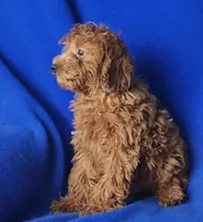 Royce, a male Cockapoo for sale in Jackson, TN – 9 of 10