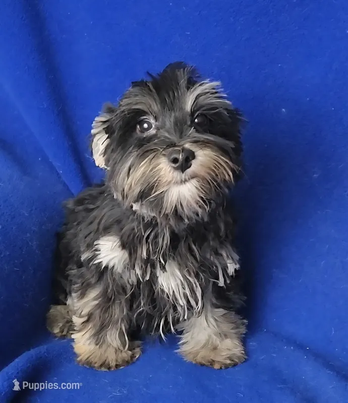 *FLASH SALE* Teddy – Morkie puppy for sale in Jackson, TN