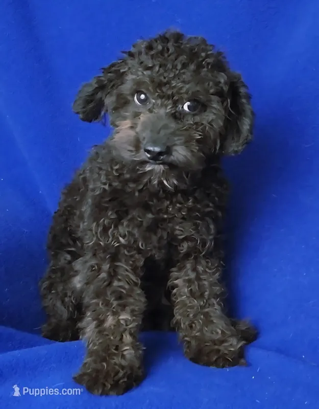 Maverick – Poodle - Miniature  puppy for sale in Jackson, TN