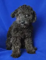 Maverick, a male Poodle - Miniature  for sale in Jackson, TN – 1 of 10