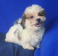 *FLASH SALE* Spencer, a male Shichon for sale in Jackson, TN – 6 of 10