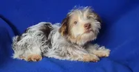 Liver Dewey , a male Yorkshire Terrier for sale in Jackson, TN – 7 of 10