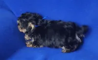 Presley, a male Yorkipoo for sale in Jackson, TN – 7 of 10