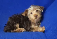 Liver Driscoll , a male Yorkshire Terrier for sale in Jackson, TN – 2 of 10