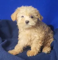 Birdie, a female Yorkipoo for sale in Jackson, TN – 10 of 10
