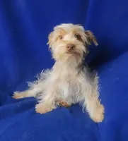  Liver Dewey , a male Yorkshire Terrier for sale in Jackson, TN – 10 of 10