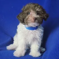 Micah, a male Poodle - Toy  for sale in Jackson, TN – 2 of 9