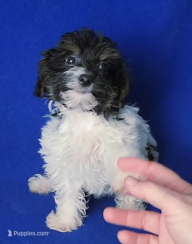Piper  – Yorkipoo puppy for sale in Jackson, TN