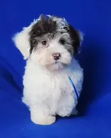 Choco Liam, a male Yorkipoo for sale in Jackson, TN – Photo 5 of 9