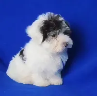 Choco Liam, a male Yorkipoo for sale in Jackson, TN – Photo 6 of 9