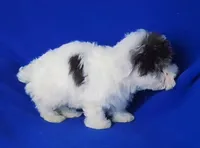 Choco Liam, a male Yorkipoo for sale in Jackson, TN – Photo 8 of 9