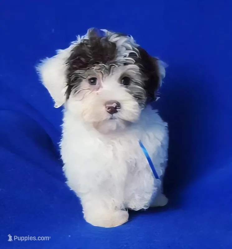 Choco Liam, a male Yorkipoo for sale in Jackson, TN – Photo 1 of 9