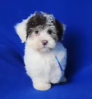 Choco Liam, a male Yorkipoo for sale in Jackson, TN – Photo 1 of 9