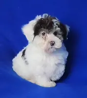 Choco Liam, a male Yorkipoo for sale in Jackson, TN – Photo 2 of 9