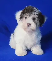 Choco Liam, a male Yorkipoo for sale in Jackson, TN – Photo 7 of 9