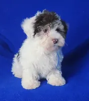 Choco Liam, a male Yorkipoo for sale in Jackson, TN – Photo 9 of 9